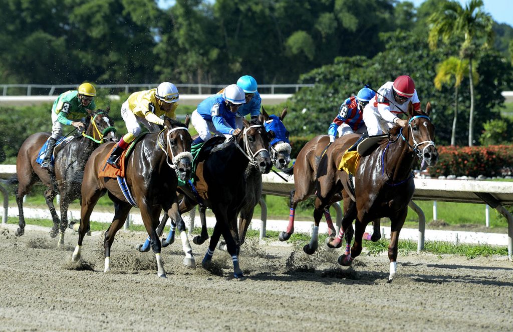 Camarero is the island’s only horse racing track located 15 minutes from the Isla Verde hotel sector and a 20 minute drive from San Juan taking Route 66.